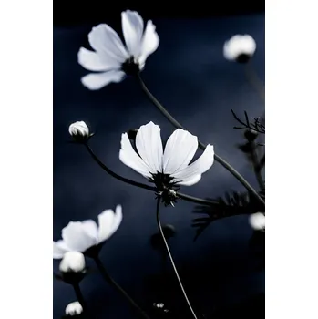 Plakát Plakát, Obraz - Wild Flowers, Mareike Böhmer