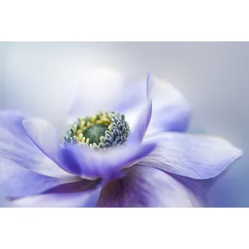 Plakát Plakát, Obraz - Anemone De Caen, Jacky Parker