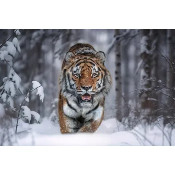 Plakát Plakát, Obraz - SnowTiger, Marcel Egger