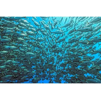 Plakát Plakát, Obraz - Splitted School of Jackfish, Henry Jager