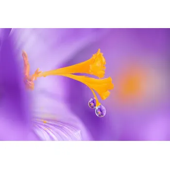 Plakát Plakát, Obraz - Purple, Benedetta Lavezzi