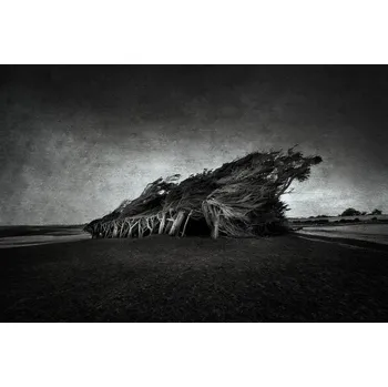 Plakát Plakát, Obraz - Wind Blown, Graeme