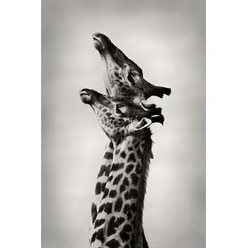 Plakát Plakát, Obraz - True Love, WildPhotoArt