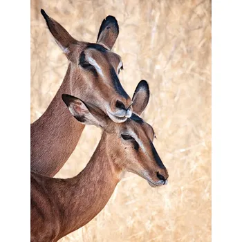 Plakát Plakát, Obraz - Do not worry, I'm here, Mathilde Guillemot