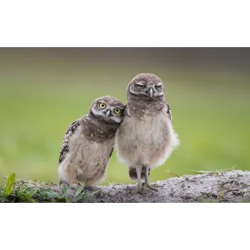 Plakát Plakát, Obraz - Friends, Greg Barsh