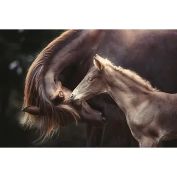 Plakát Plakát, Obraz - The Bond, Heike Willers