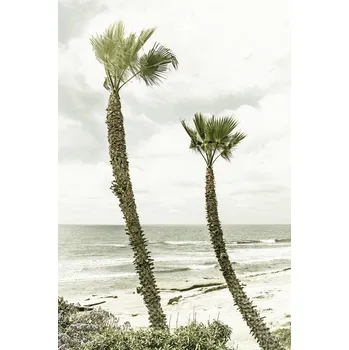 Plakát Plakát, Obraz - La Jolla palm trees | Vintage, Melanie Viola