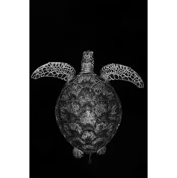 Plakát Plakát, Obraz - Green turtle on black and white, Barathieu Gabriel