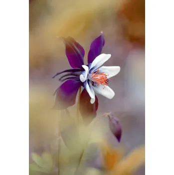 Plakát Plakát, Obraz - Columbine, Jacky Parker