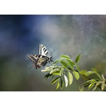 Plakát Plakát, Obraz - My personal dream, Dragana Trajkovic