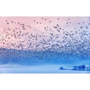 Plakát Plakát, Obraz - Flying In the Fogging Morning, Rob Li