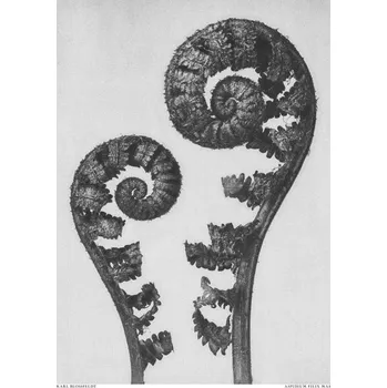 Plakát Plakát, Obraz - Aspidium Filix Mas, Studio Collection