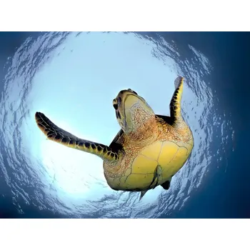 Plakát Plakát, Obraz - Green Turtle in Snells Window, Henry Jager