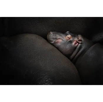 Plakát Plakát, Obraz - Dreamin', Zdenek Vales