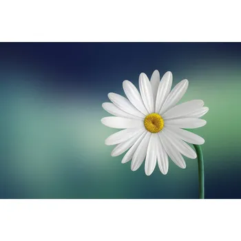 Plakát Plakát, Obraz - Flower, Bess Hamiti