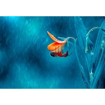 Plakát Plakát, Obraz - Rain, mustafa öztürk