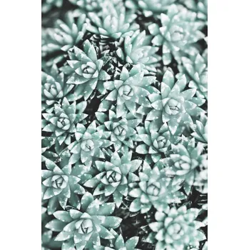 Plakát Plakát, Obraz - Plant, Studio Collection