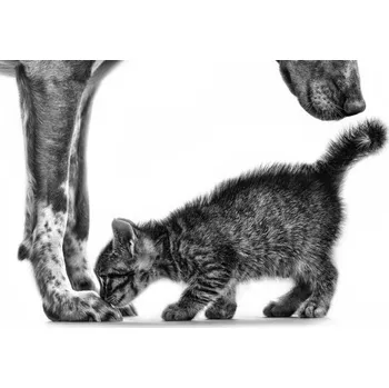 Plakát Plakát, Obraz - Smell Me II, Monte Pi (10catsplus)