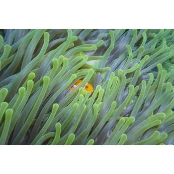 Plakát Plakát, Obraz - Peek-a-Boo, Rifky Setya