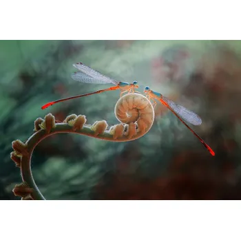 Plakát Plakát, Obraz - Take a Look, Abdul Gapur Dayak