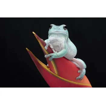Plakát Plakát, Obraz - Whites Tree Frog, Linda D Lester