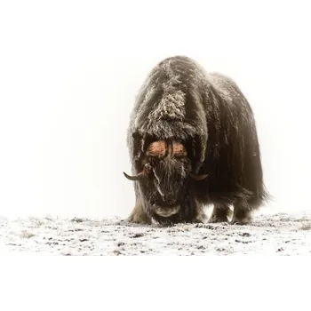 Plakát Plakát, Obraz - Between the fog and frost, Giuseppe Damico