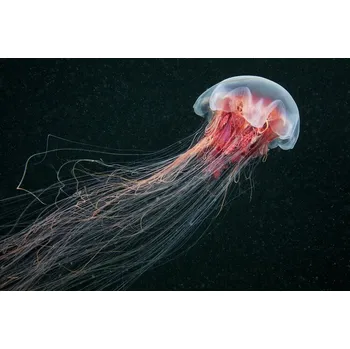 Plakát Plakát, Obraz - Longtail, Alexander Semenov