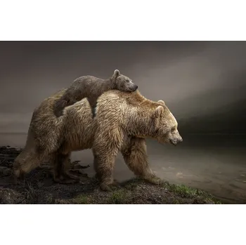 Plakát Plakát, Obraz - BabyBear, Marcel Egger