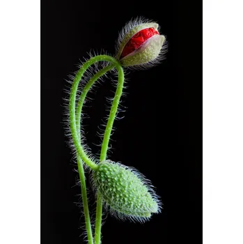 Plakát Plakát, Obraz - Interlaced, Art	Lionse