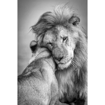 Plakát Plakát, Obraz - African Love!, Ali Khataw