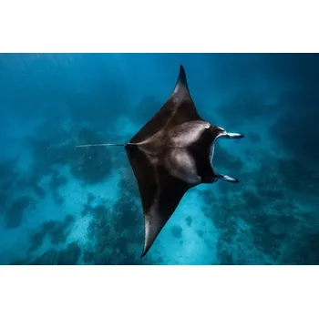 Plakát Plakát, Obraz - Manta fly!!!, Barathieu Gabriel