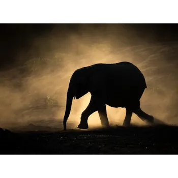 Plakát Plakát, Obraz - SILHOUETTE, Jaco Marx