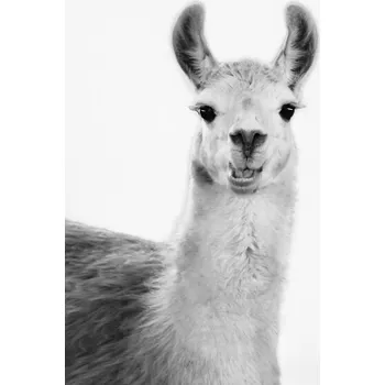 Plakát Plakát, Obraz - Happy llama, Sisi & Seb