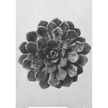 Plakát Plakát, Obraz - Margined Pyramidal Saxifrage, Studio Collection