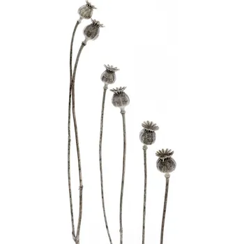 Plakát Plakát, Obraz - Last years flowering poppies, Lotte Gronkjar