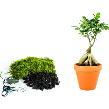 Bytová dekorace Gardners Kokedama "Vyrob si sám" Ficus Microcarpa Ginseng (M) Fíkovník drobnoplodý