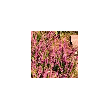 Sazenice Calluna vulgaris Ellen 8/12 cm