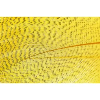 Mallard Barred Feathers Sunburst Yellow