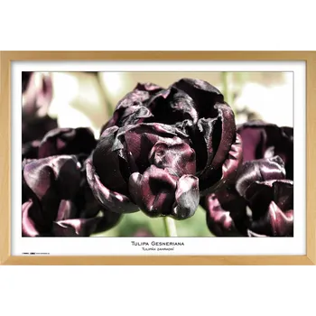 Fotorámeček TRADAG Natura 40 x 60 cm