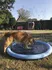 bazén pro psa Nobby Splash Pool 150 cm modrý