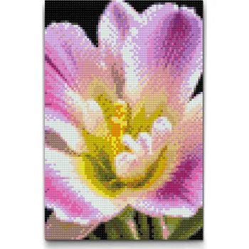 Diamantové malování Diamantové malování - Květ fresie Velikost: 20x30cm, Rámování: Pouze srolované plátno, Diamanty: Čtvercové