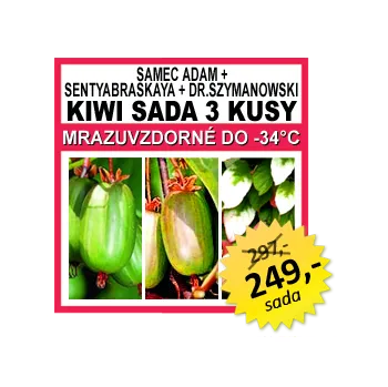 Sazenice KIWI SADA 3 KUSY Actinidia kolomikta