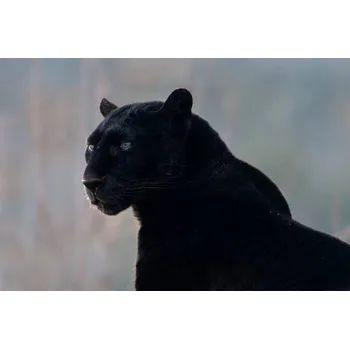 Plakát Plakát, Obraz - Black leopard (Panthera pardus), Mark Newman