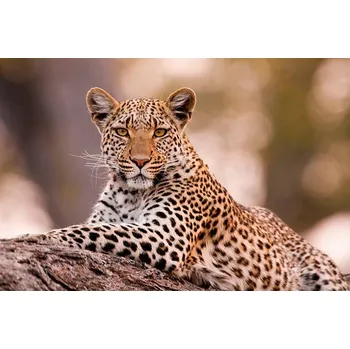 Plakát Plakát, Obraz - Leopard, Chobe National Park, Botswana, Mint Images/ Art Wolfe
