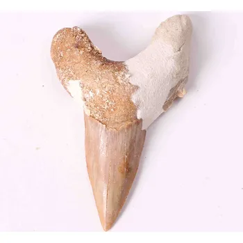 Magieprirody.cz Fosilie žraločí zub velký 6 cm #285