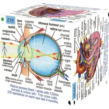 Výuková hračka ZooBooKoo Didaktická kostka lidské tělo