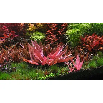 Dekorace do akvária Cryptocoryne flamingo (Košíčková Ø 5,5 cm)