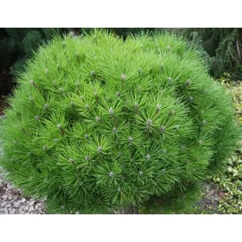 Sazenice Pinus nigra 'Marie Bregeon' 20–25 CM