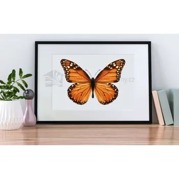 Samolepící dekorace Plakáty - Motýl