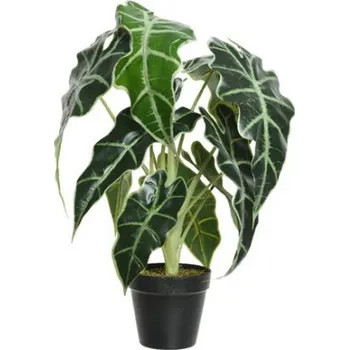 umělá květina Umělá alokázie Polly, v květináči, zelená, výška 50 cm